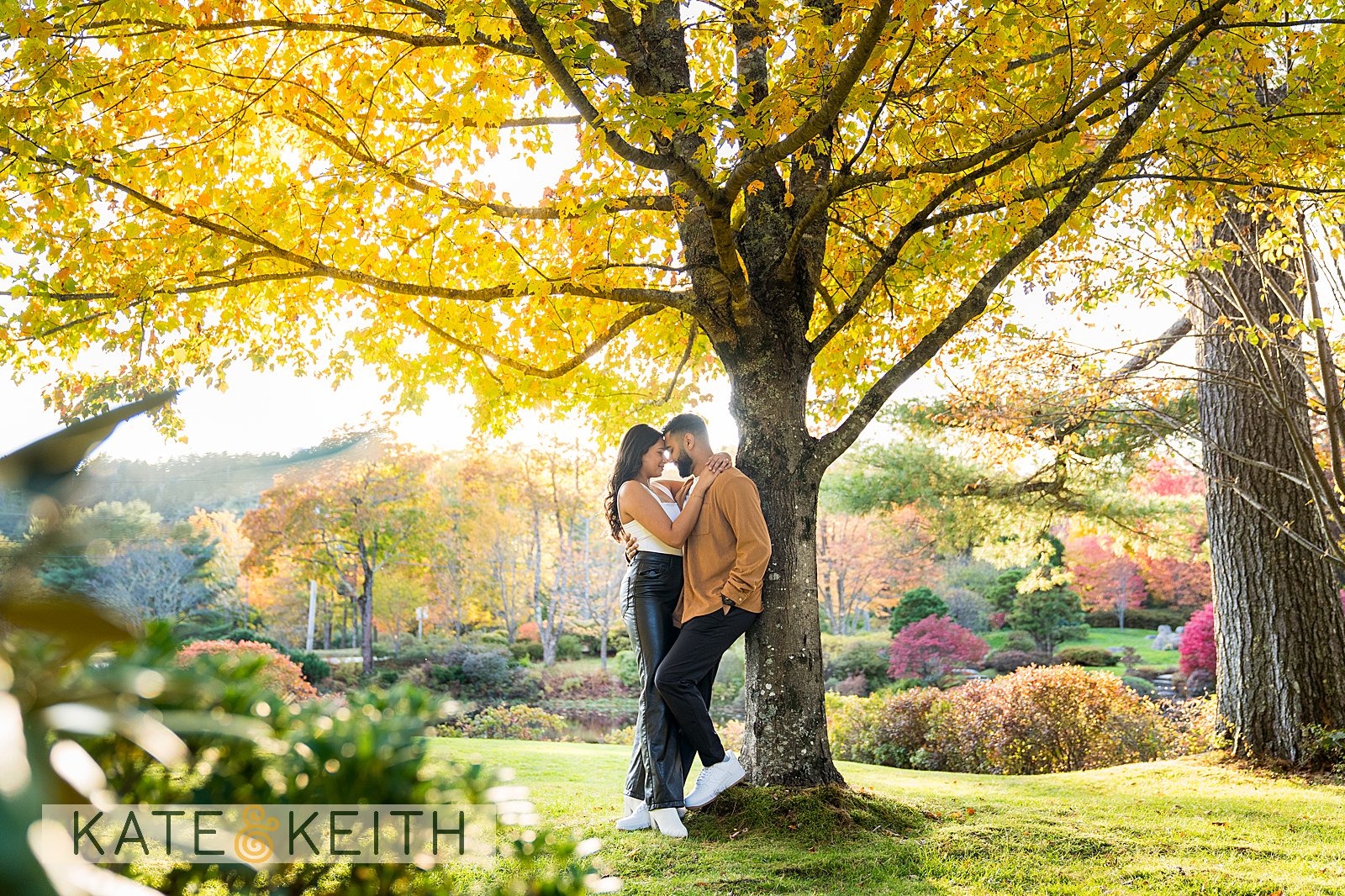 couple under yellow tree in Mount Desert Island during fall