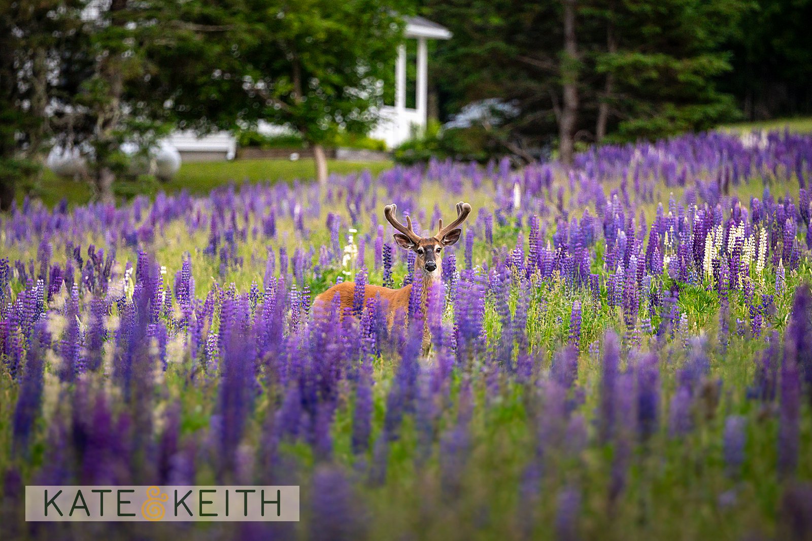 Buck standing in lupine field watching a surprise proposal, MDI