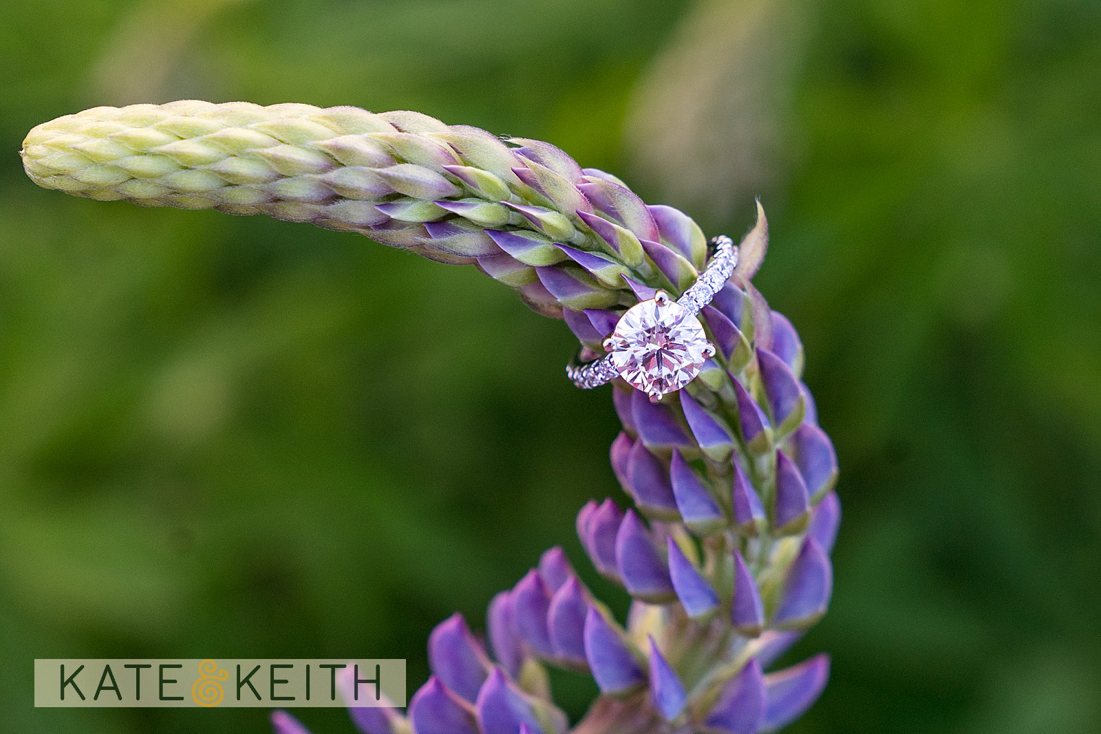 Engagement ring during a surprise proposal in Acadia lupine fields