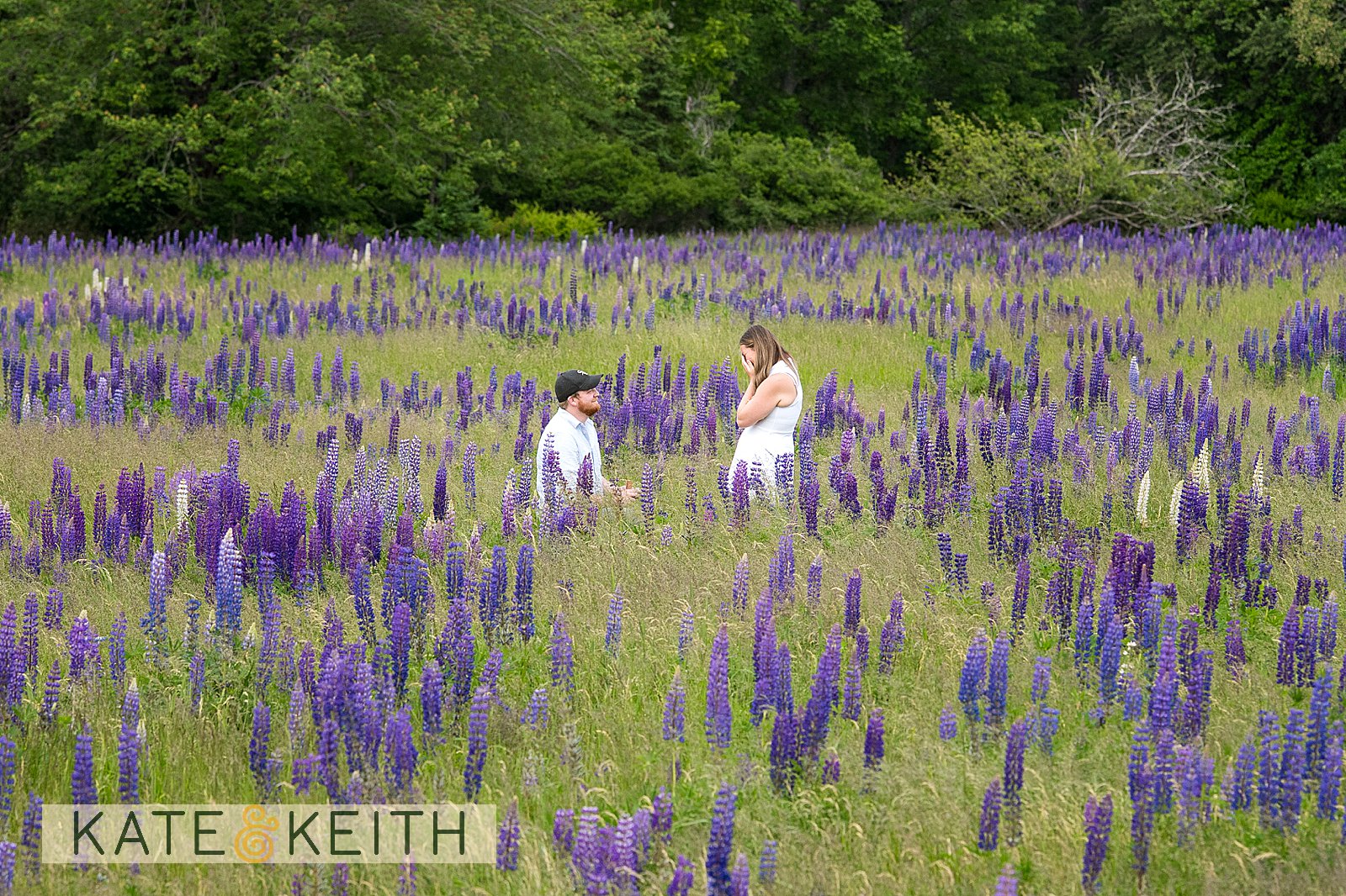 Surprise proposal in blooming lupine fields on Mount Desert Island, Maine