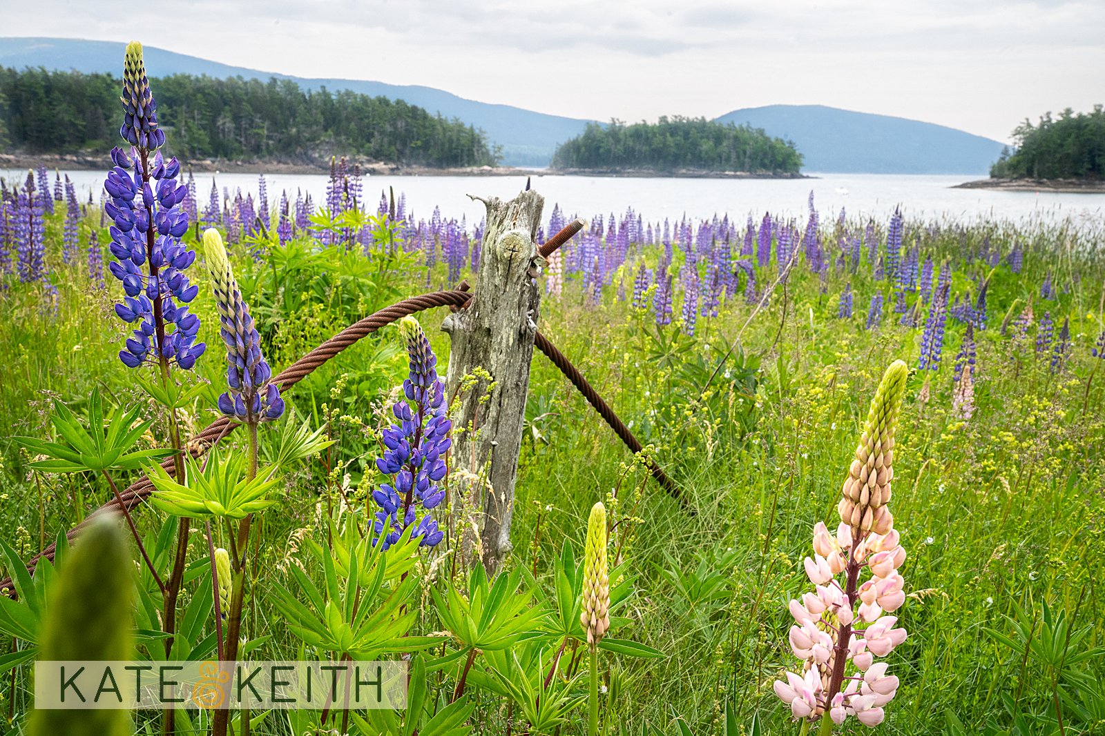 Acadia lupine overlooking the Atlantic Ocean