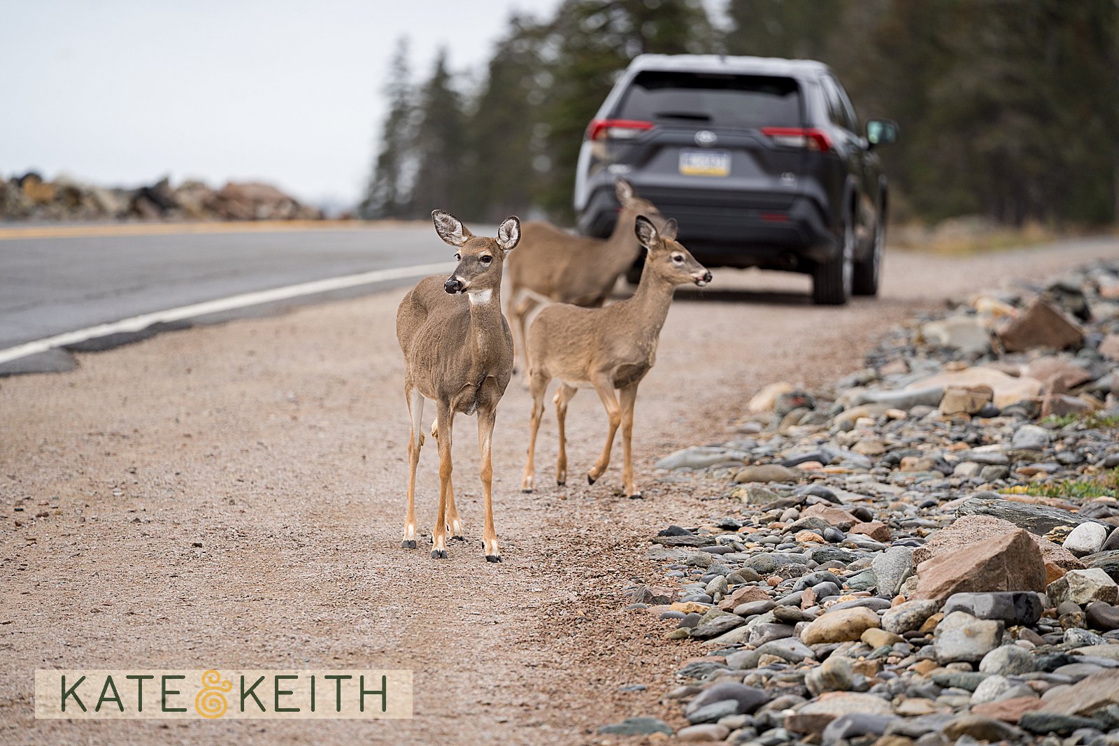 wildlife in Acadia National Park